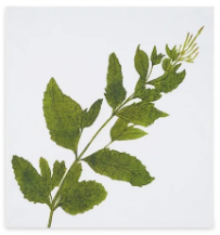 Load image into Gallery viewer, Tisane Herb Linen Napkins
