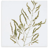 Load image into Gallery viewer, Gastronomic Herb Linen Napkins