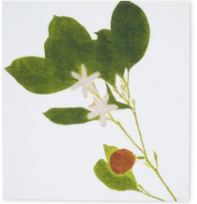 Load image into Gallery viewer, Tisane Herb Linen Napkins