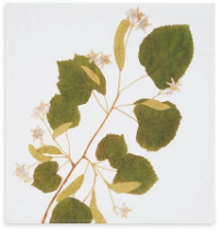 Load image into Gallery viewer, Tisane Herb Linen Napkins