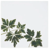 Load image into Gallery viewer, Gastronomic Herb Linen Napkins