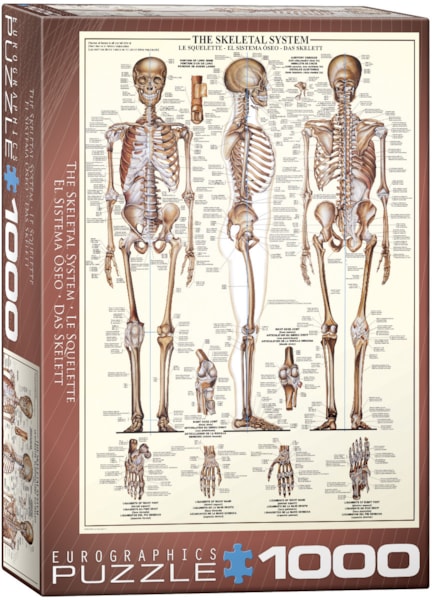 The Skeletal System Puzzle