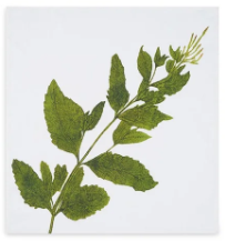 Load image into Gallery viewer, Tisane Herb Linen Napkins
