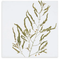 Load image into Gallery viewer, Gastronomic Herb Linen Napkins
