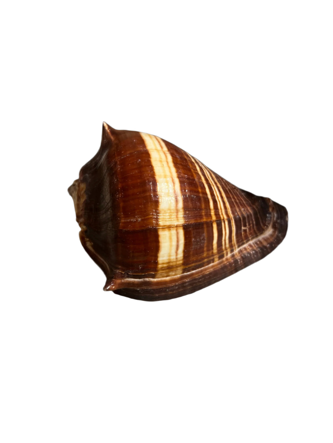 Brown Conch Shell