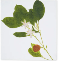 Load image into Gallery viewer, Tisane Herb Linen Napkins
