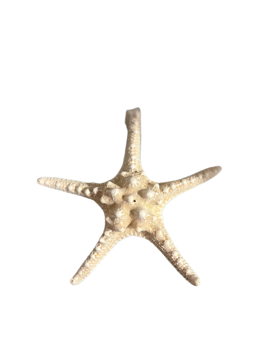 White Knobby Starfish