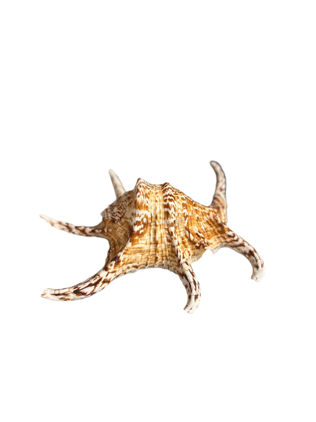 Large Lambis Spider Conch