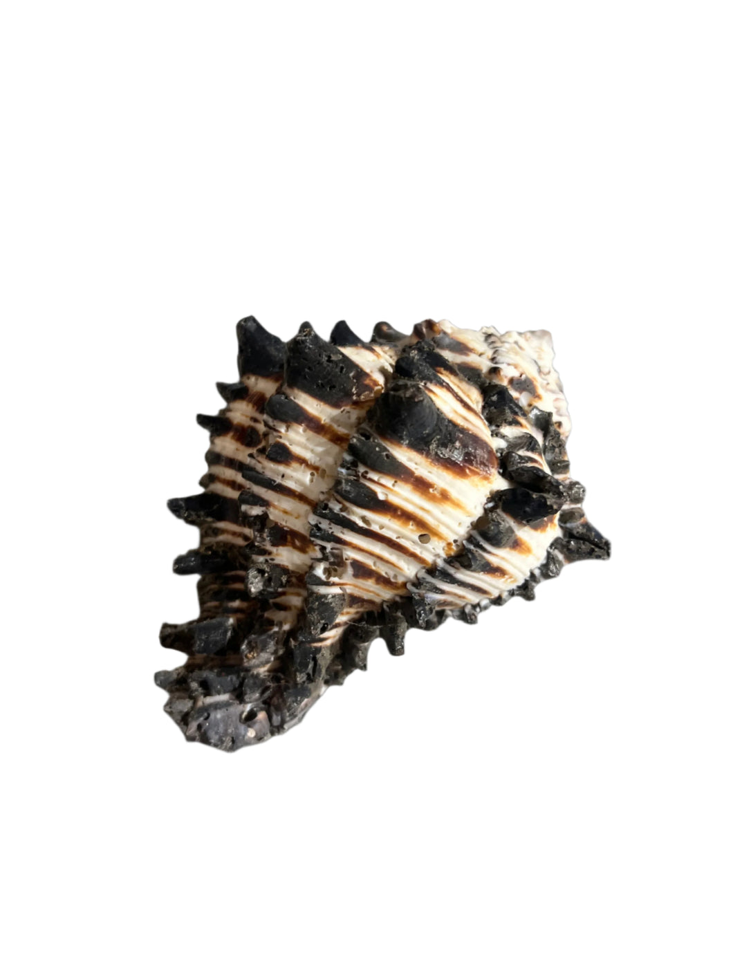 Murex Endiva Shell