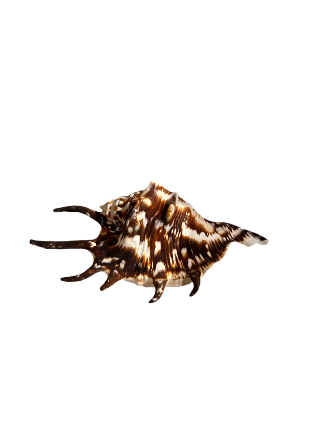 Lambis Spider Conch