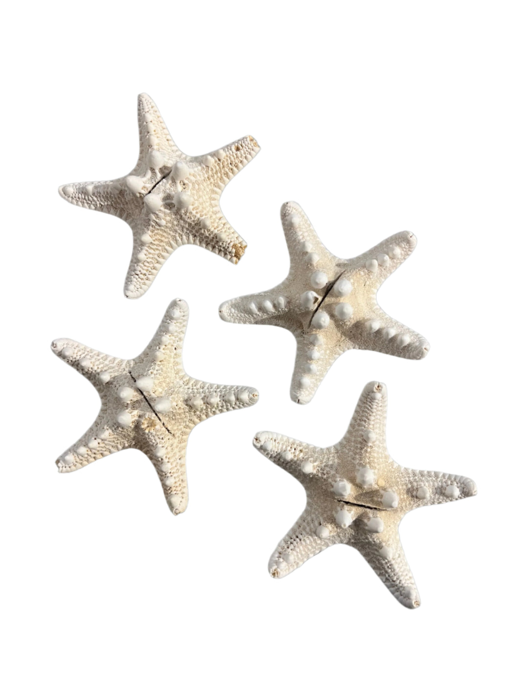 Set of 4 Star Fish Place Card Holders