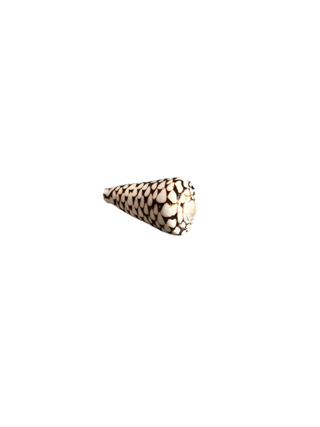 Tulip Shell