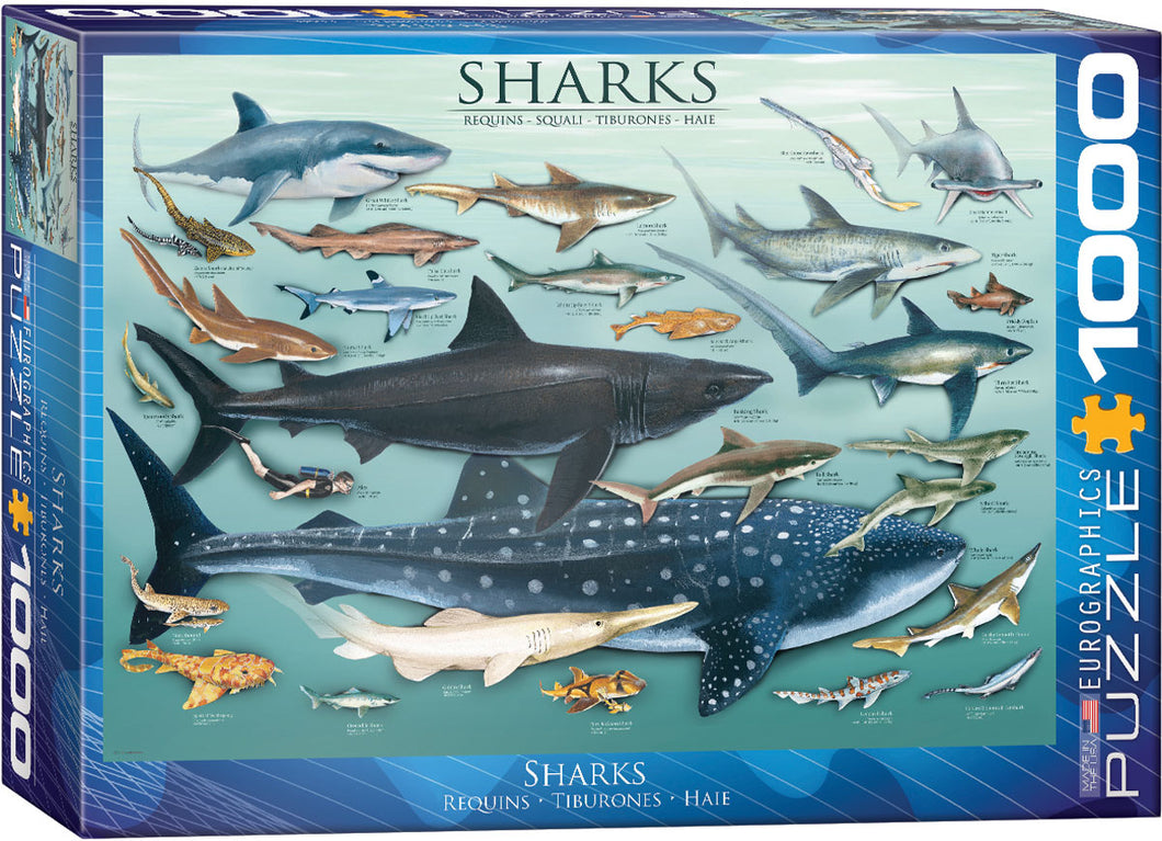 Shark Puzzle